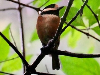 2023年8月23日(水) 伊香保森林公園の野鳥観察記録