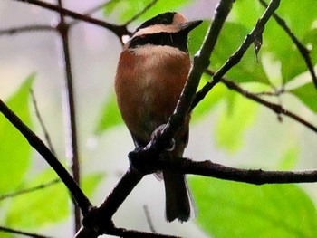 Varied Tit 伊香保森林公園 Wed, 8/23/2023