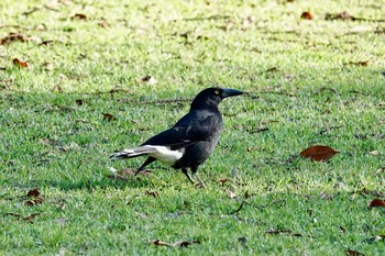 Pied Currawong シドニー Sun, 7/1/2018