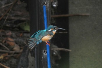 Common Kingfisher 多摩川二ヶ領上河原堰 Sun, 8/6/2023