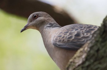 Oriental Turtle Dove 和歌山市 Mon, 8/21/2023