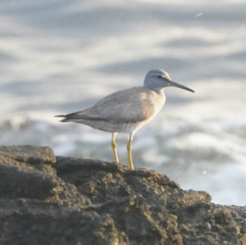 Grey-tailed Tattler 観音崎公園 Thu, 8/24/2023