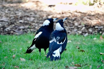 Australian Magpie シドニー Sun, 7/1/2018