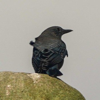 Blue Rock Thrush 観音崎公園 Thu, 8/24/2023