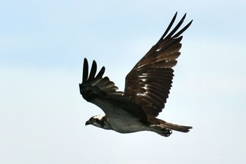 Osprey 小松市 Thu, 8/24/2023