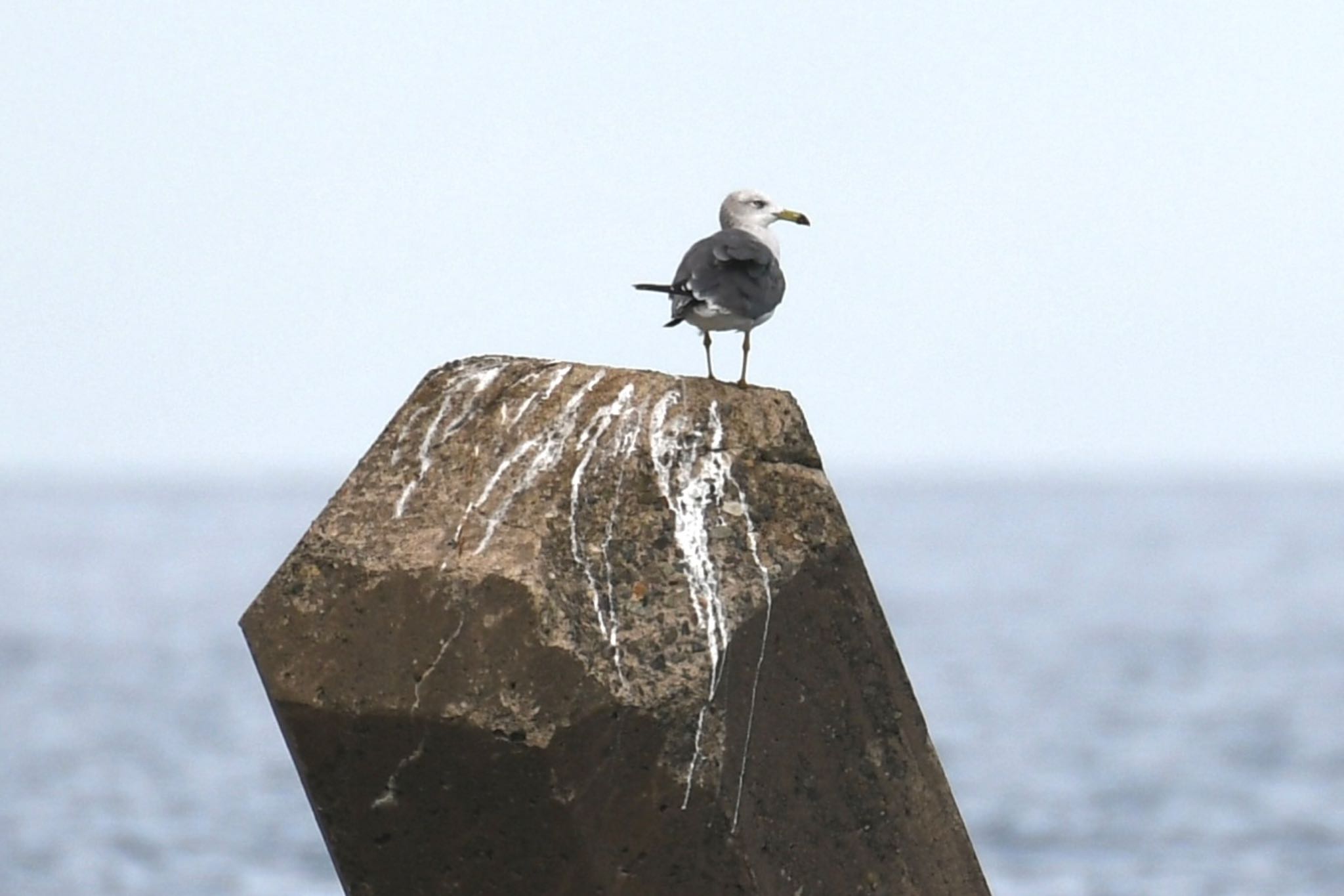 Photo of Slaty-backed Gull at 小松市 by フーさん