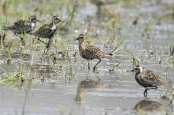 ムナグロ 川越市 2023年8月20日(日)