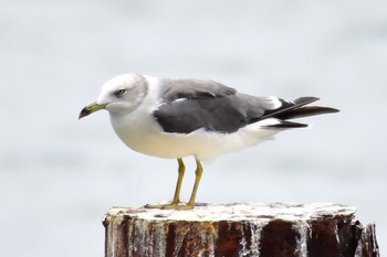 ウミネコ 場所が不明 2018年8月15日(水)