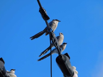 2023年8月24日(木) 平和の森公園、妙正寺川の野鳥観察記録