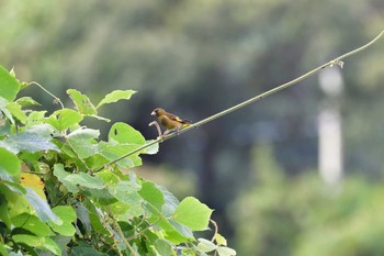 2023年8月24日(木) 長浜公園の野鳥観察記録