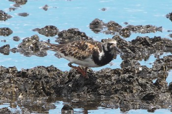 キョウジョシギ 葛西臨海公園 2023年8月22日(火)