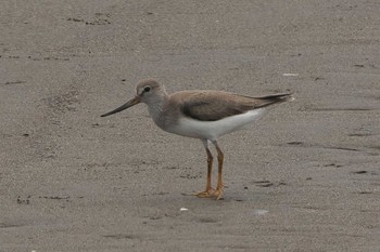 2023年8月22日(火) 葛西臨海公園の野鳥観察記録