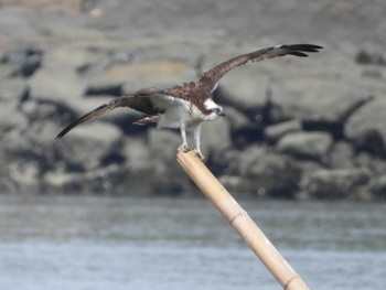 Osprey 岡山高梁川河口 Sun, 7/23/2023