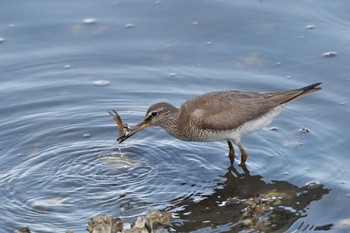 2023年8月19日(土) 野島公園の野鳥観察記録