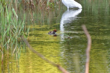 2023年8月17日(木) 長浜公園の野鳥観察記録