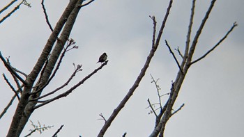 2023年8月24日(木) ウブドの野鳥観察記録