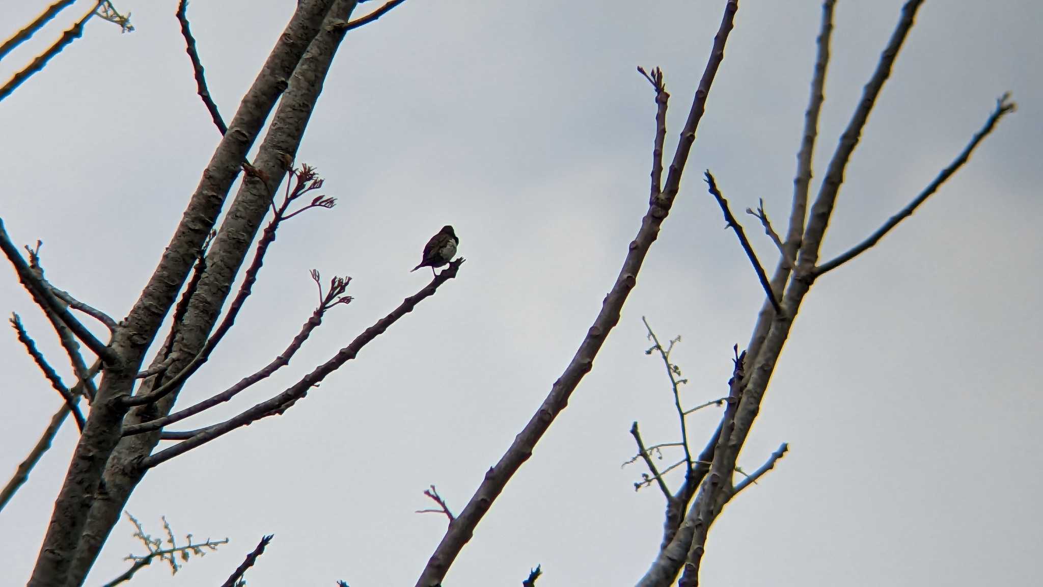 Javan Munia