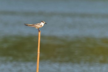 Whiskered Tern Isanuma Sun, 8/20/2023