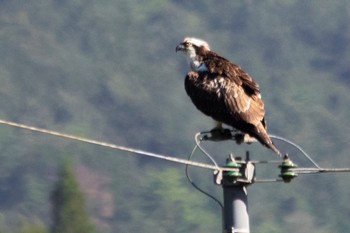 Osprey 山口県岩国市美和町 Tue, 8/22/2023