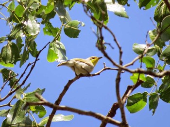 Black-necked Eremomela ザンビア Thu, 12/12/2013