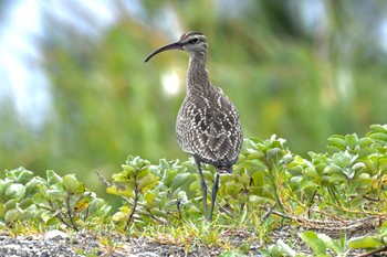 Eurasian Whimbrel 小松市 Thu, 8/24/2023