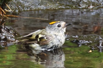 Goldcrest Okuniwaso(Mt. Fuji) Mon, 8/21/2023