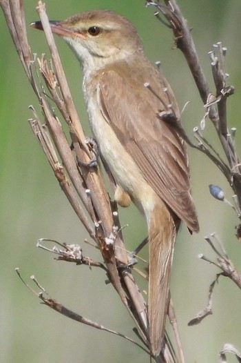 Oriental Reed Warbler 岡山百間川 Thu, 6/15/2023