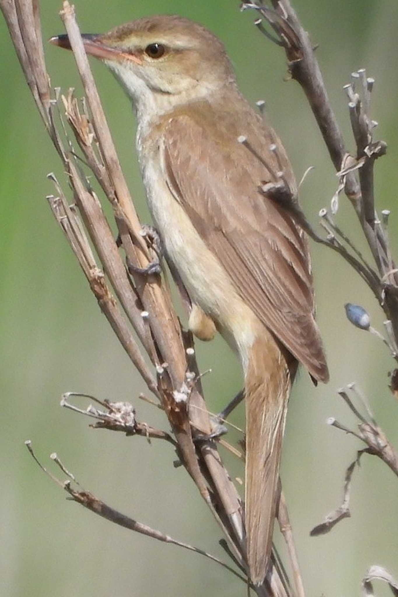 Photo of Oriental Reed Warbler at 岡山百間川 by タケ