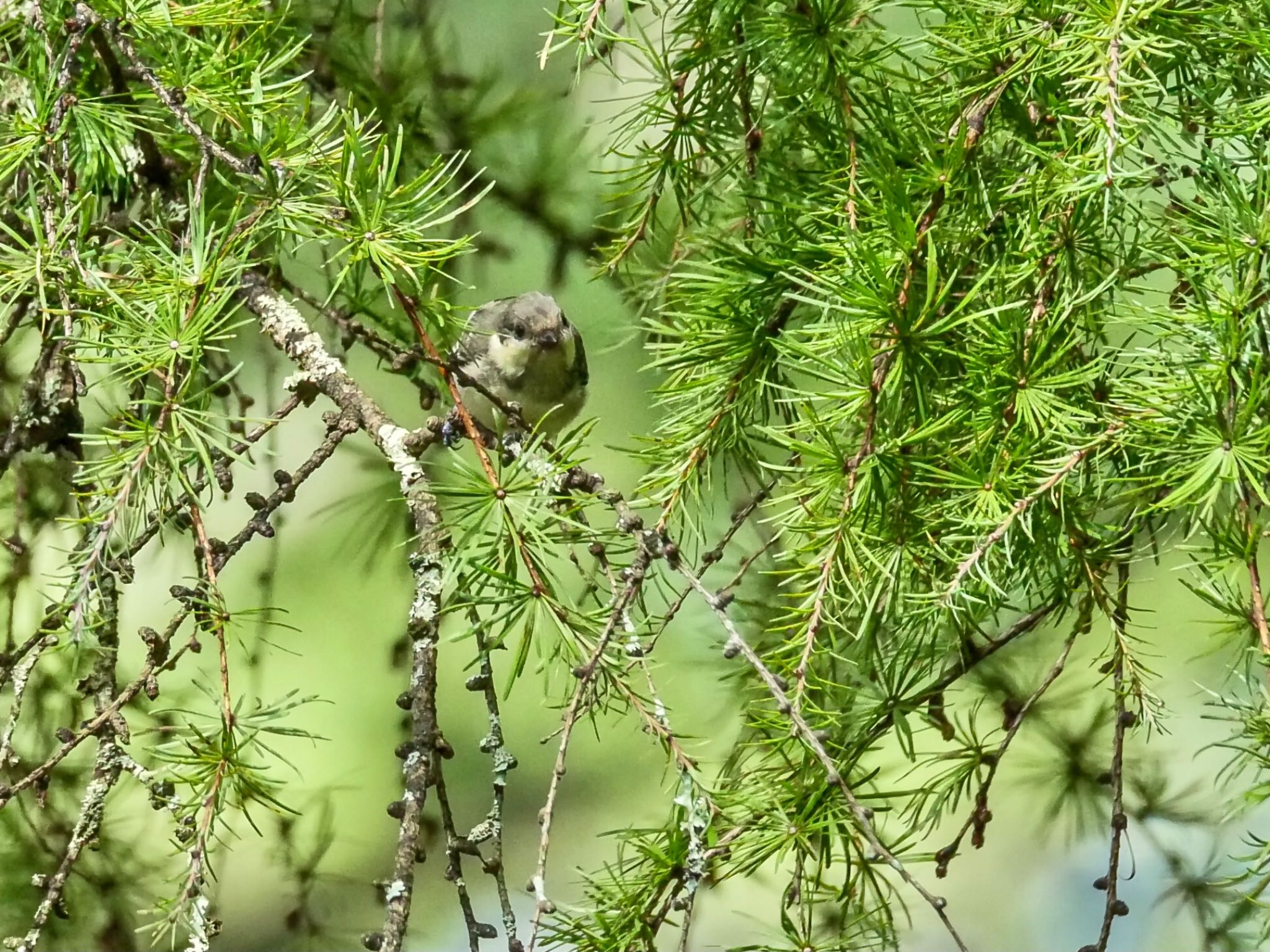 Coal Tit