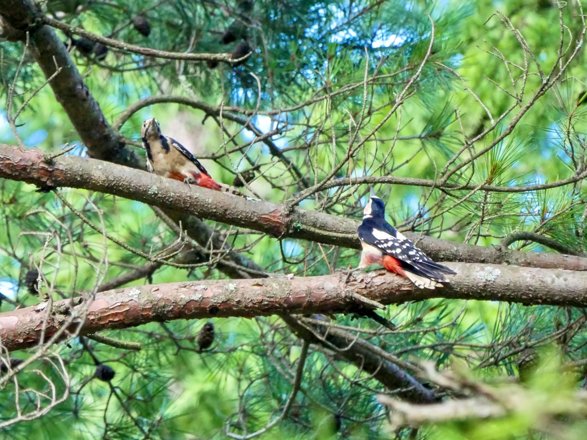 Great Spotted Woodpecker