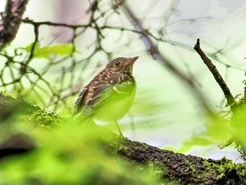 Blue-and-white Flycatcher 富士山麓 Thu, 8/17/2023