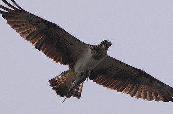 Osprey 堺浜 Thu, 8/24/2023