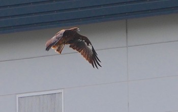 Black Kite 堺浜 Thu, 8/24/2023