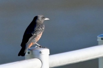 Blue Rock Thrush Sambanze Tideland Thu, 8/24/2023