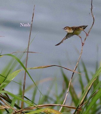 Zitting Cisticola Unknown Spots Unknown Date