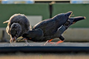 Crested Myna 金井遊水地(金井遊水池) Sun, 7/23/2023