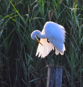 チュウダイサギ 葛西臨海公園 2023年8月20日(日)