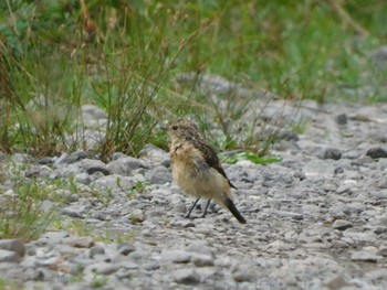 Amur Stonechat 八島湿原(八島ヶ原湿原) Sun, 8/20/2023