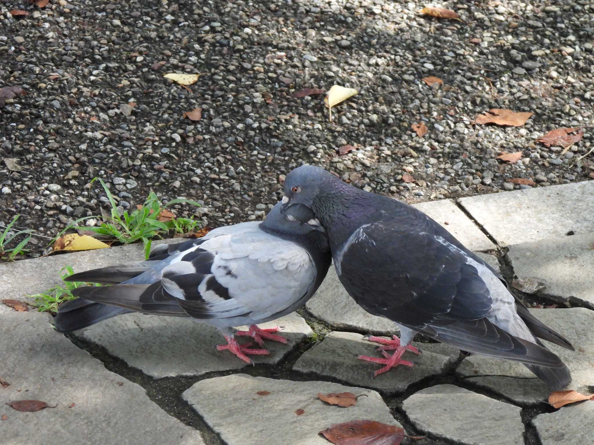 引地川親水公園 カワラバトの写真 by こむぎこねこ