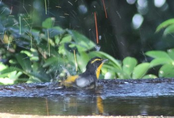 2018年8月26日(日) 権現山(弘法山公園)の野鳥観察記録