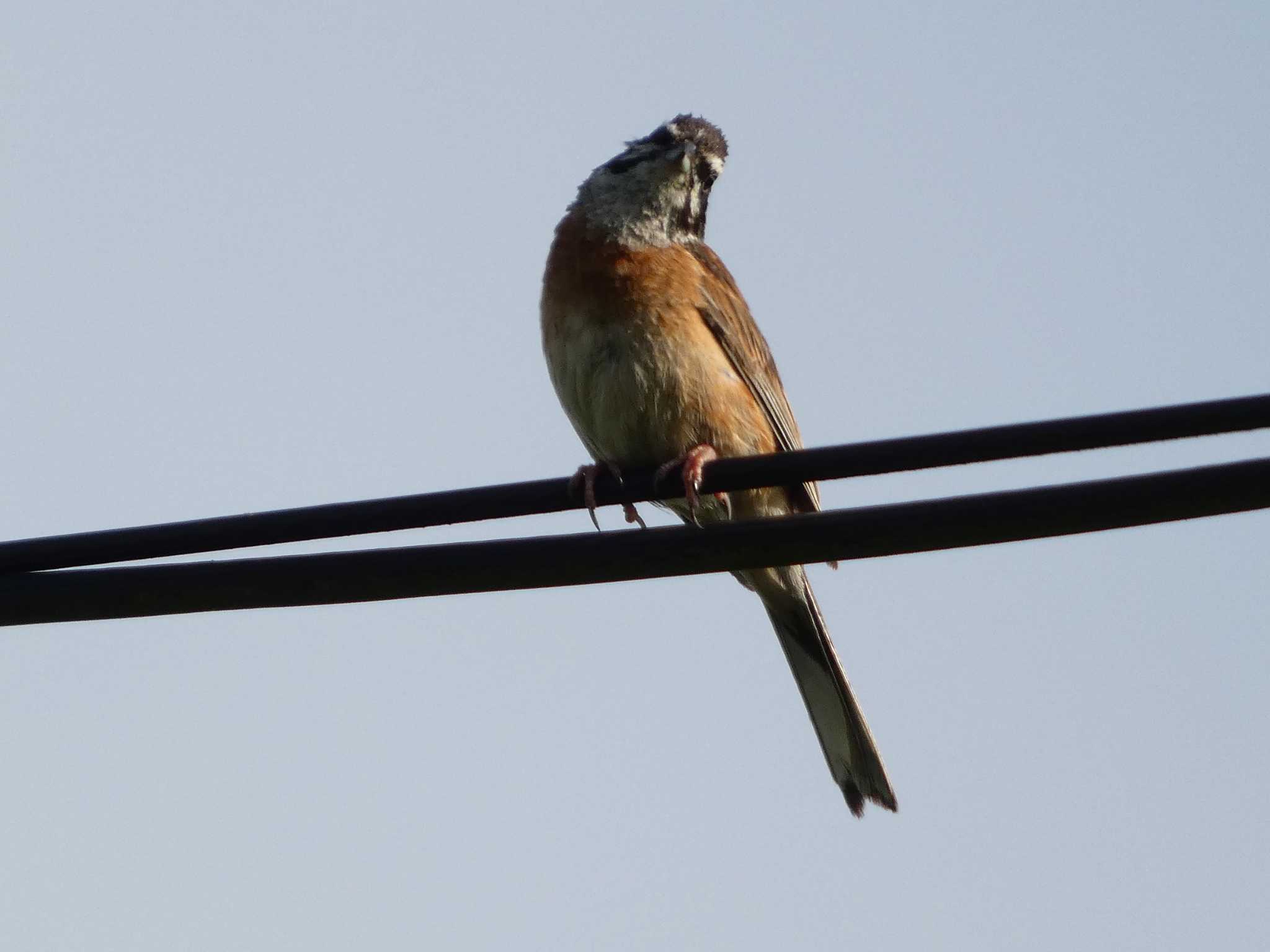 Meadow Bunting