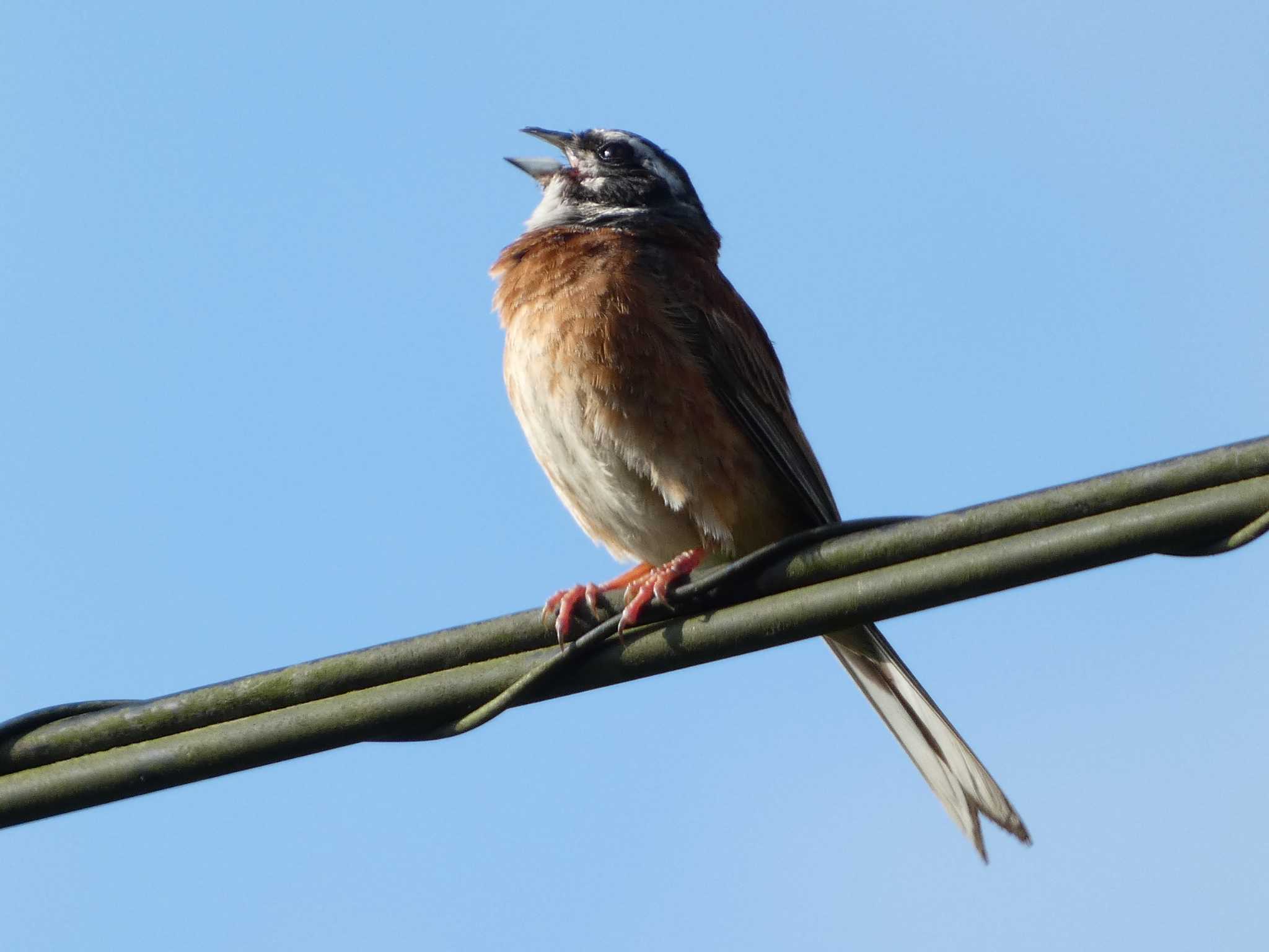 Meadow Bunting