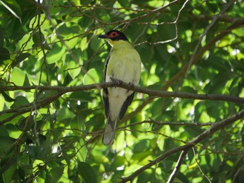 Australasian Figbird ケアンズ Mon, 8/7/2023