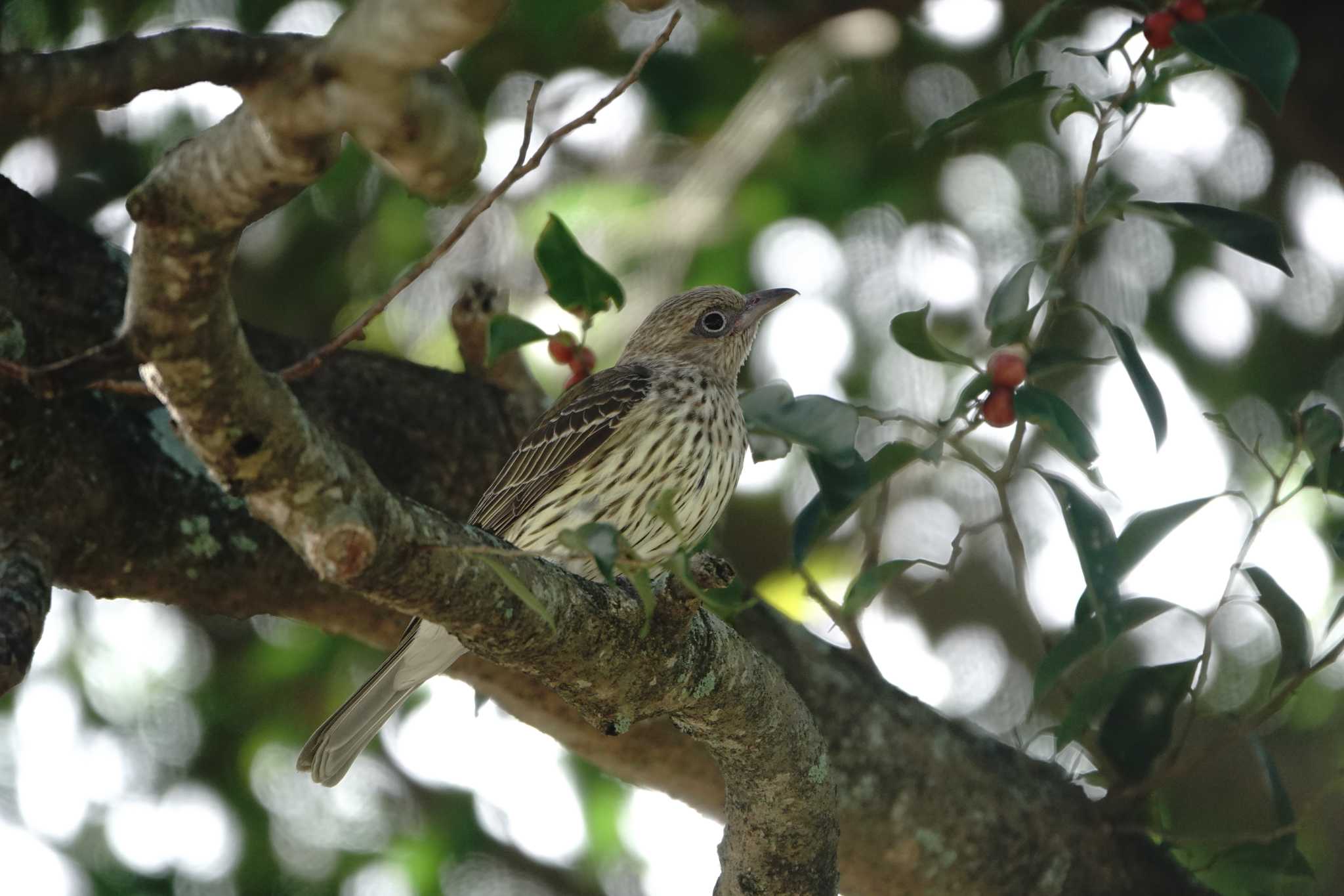 Photo of Australasian Figbird at ケアンズ by 益子オオマシコ