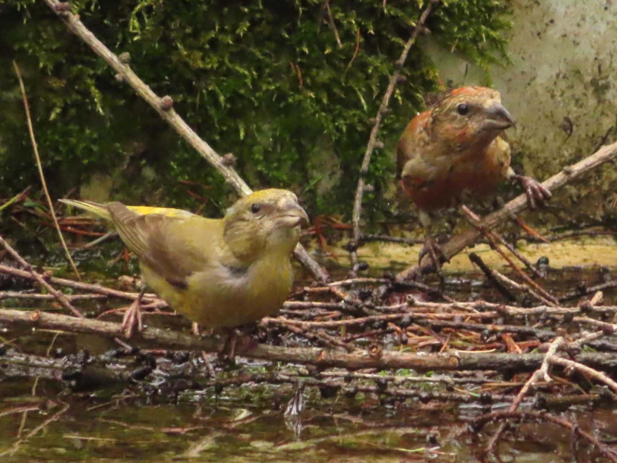 Photo of Red Crossbill at 創造の森(山梨県) by ゆ