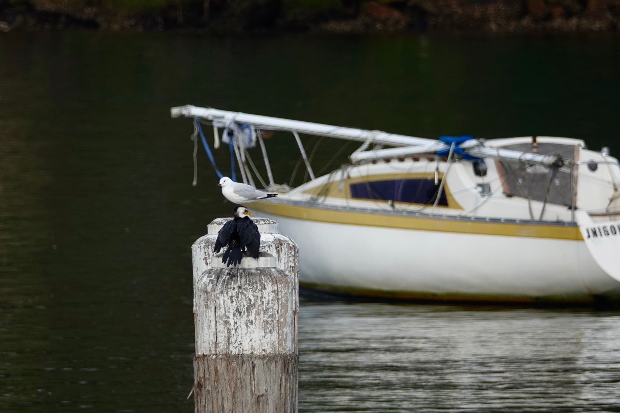 Photo of Little Pied Cormorant at シドニー by のどか