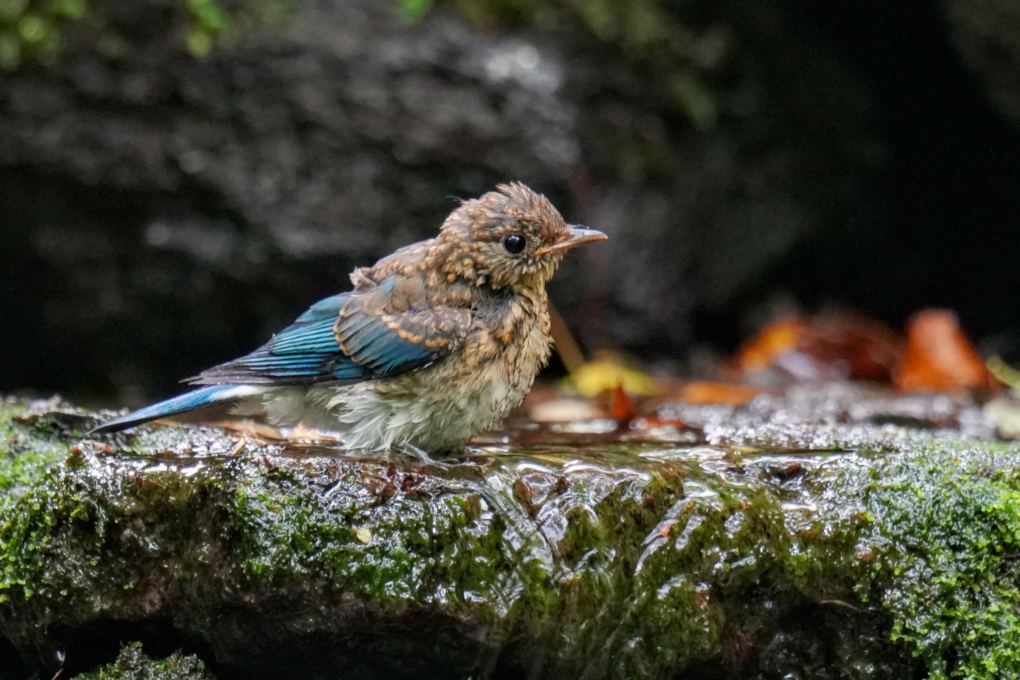 大洞の水場 オオルリの写真 by アポちん