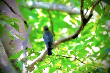 Blue-and-white Flycatcher 志賀高原 Sun, 8/20/2023