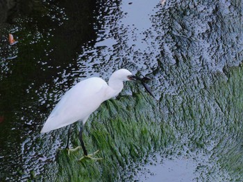 2023年8月25日(金) 平和の森公園、妙正寺川の野鳥観察記録