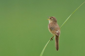 Black-browed Reed Warbler Watarase Yusuichi (Wetland) Sun, 7/9/2023